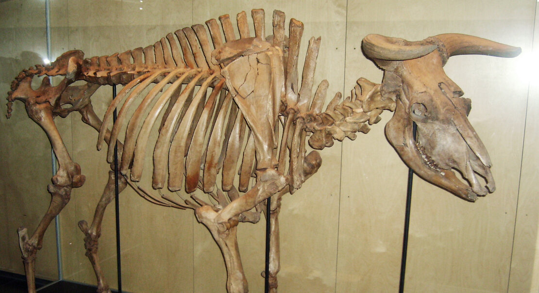 Skeleton of an aurochs bull