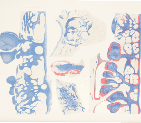Decorative Image Illustration of brain stem nerve clusters