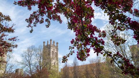 Photo of quad with trees blossoming 