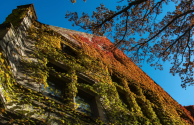 Building covered with yellow, green, and orange ivy.