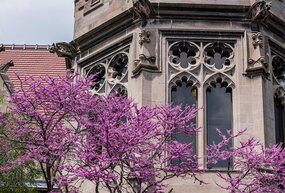 Blooming trees on the social sciences quad