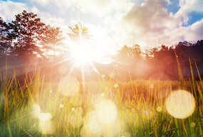 stock graphic sun and grass
